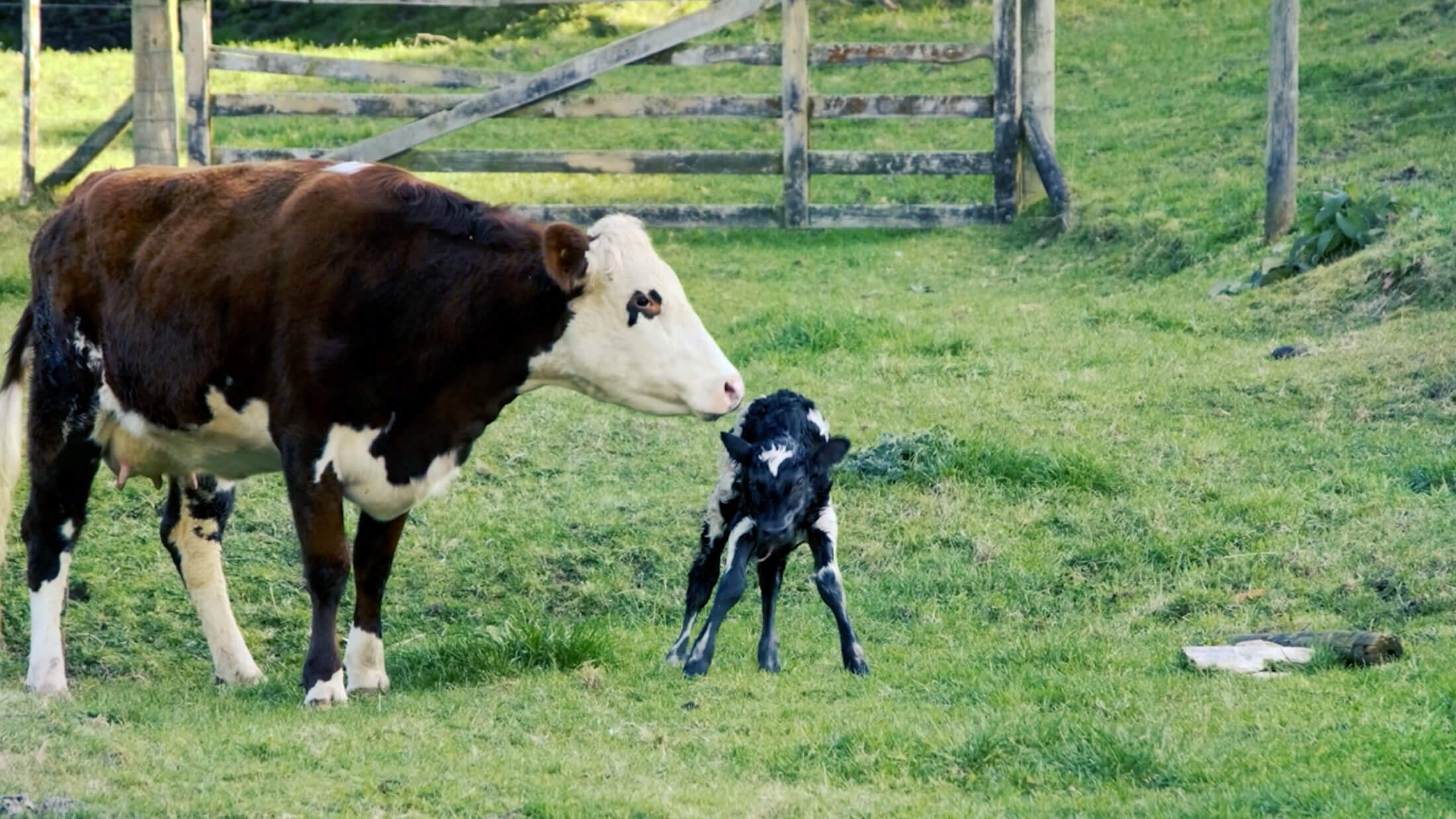 Cow and newborn calf on Mississippi pasture